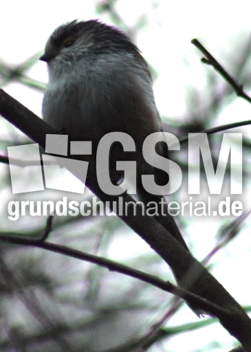 P-Schwanzmeisen 020.jpg